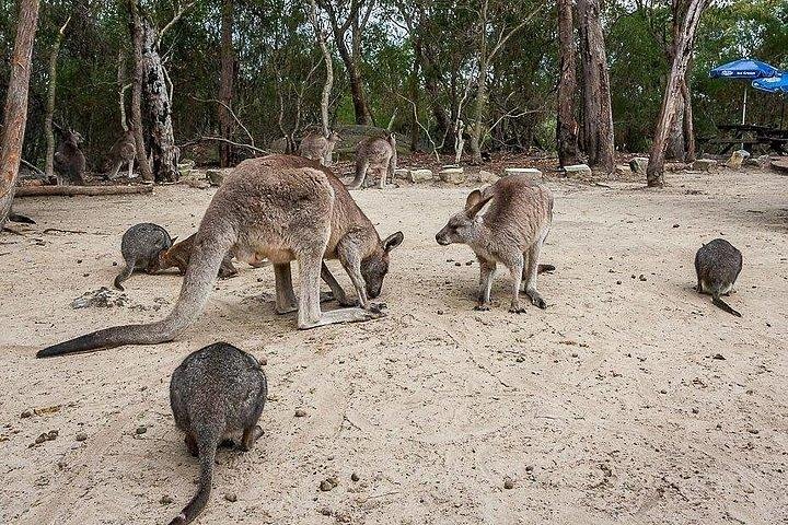 Kangaroo Encounter & Aboriginal Rock Arts Half-Day Trip from Sydney - Image 2