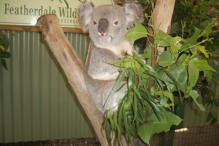 PRIVATE All Blue Mountains Tour, Wildlife Park and River Cruise - Image 3