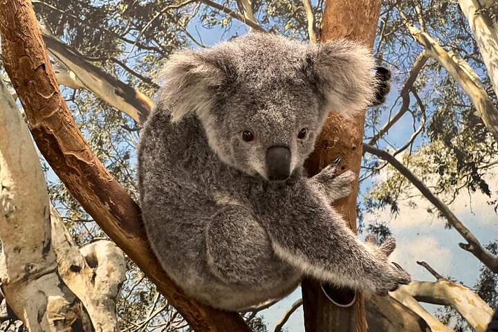 Private Blue Mountains Day Trip VIP from Sydney - Image 1