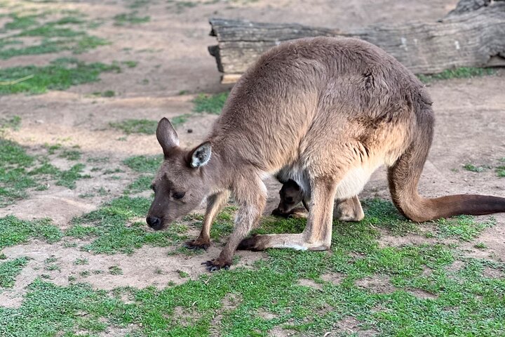 Private Blue Mountains Day Trip VIP from Sydney - Image 4