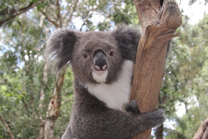 Private Blue Mountains Tour with Kangaroo and Koala Experience - Image 3