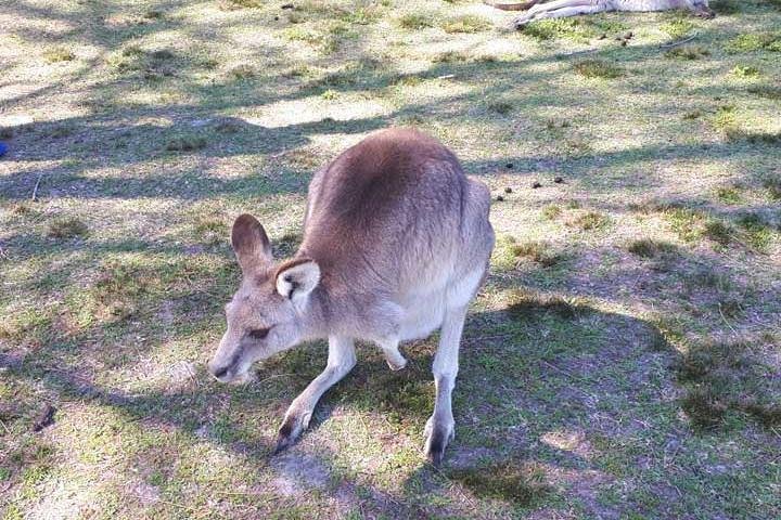 Private Blue Mountains Tour with Kangaroo and Koala Experience - Image 2