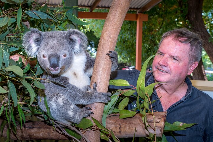 PRIVATE Deluxe Blue Mountains Waterfalls, Bushwalks & Koalas Late Start Tour - Image 5