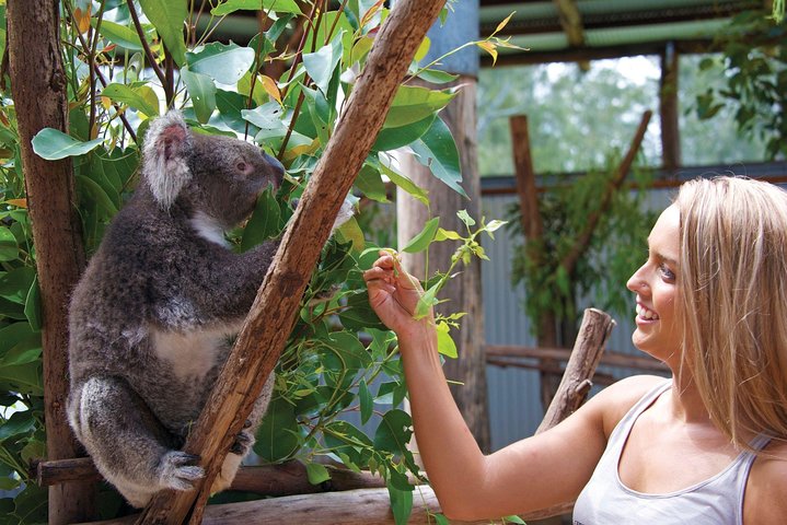 Private Guided Tour: Blue Mountains Tour from Sydney - Image 3