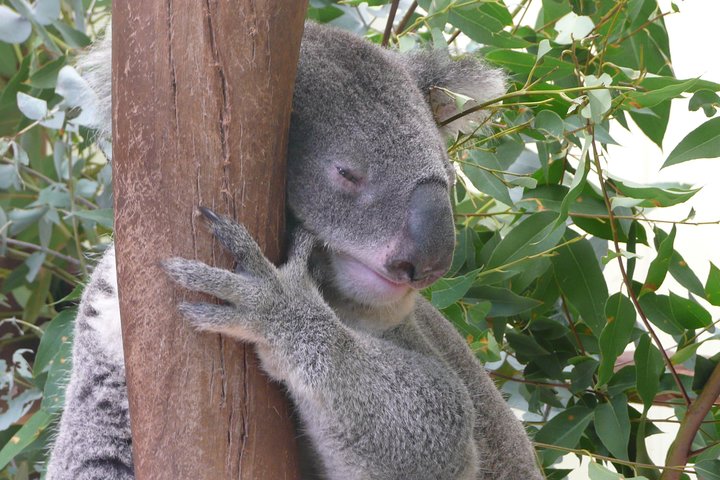 Private Guided Tour from Sydney to Blue Mountains National Park - Image 2