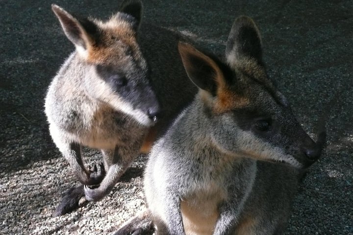Private Guided Tour from Sydney to Blue Mountains National Park - Image 4