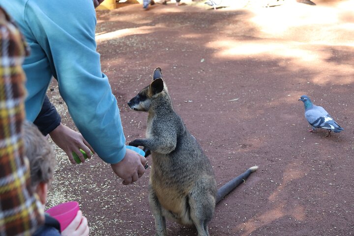 Private Luxury Blue Mountain Tour with Wildlife and River Cruise - Image 3