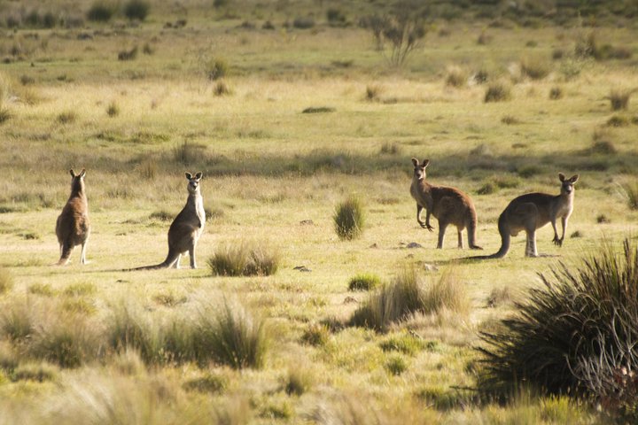 The Explorers' Discovery Small Group Tour - Gold, Wine & Wildlife - Image 2