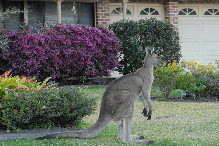 Urban Kangaroos  - Image 1