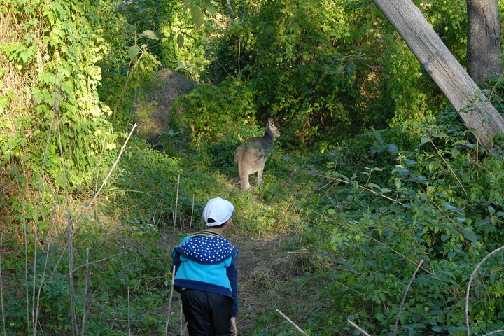 Walking with Wild Kangaroos Private Half-Day Trip from Sydney - Image 4