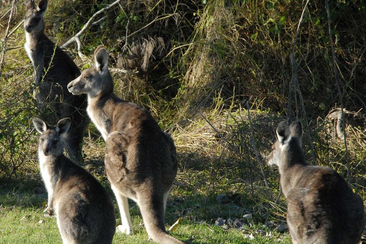 Walking with Wild Kangaroos Private Half-Day Trip from Sydney - Image 2