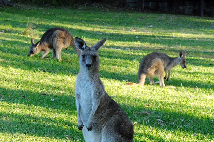 Walking with Wild Kangaroos Private Half-Day Trip from Sydney - Image 5