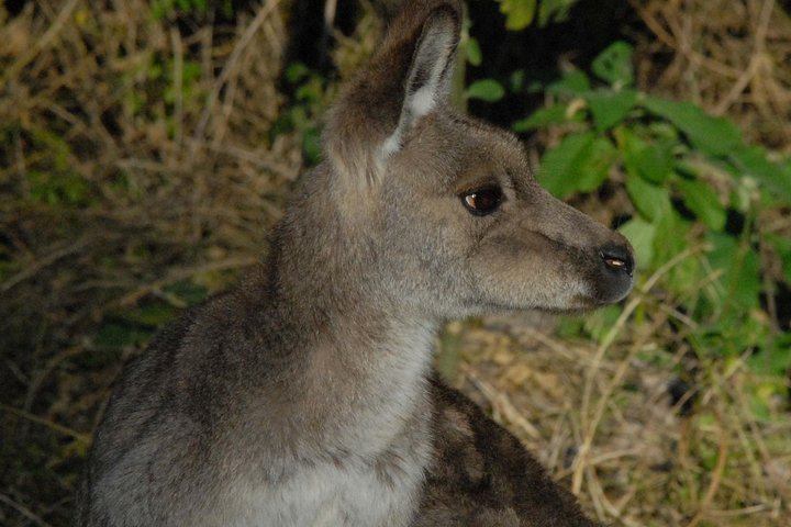 Walking with Wild Kangaroos Private Half-Day Trip from Sydney - Image 3