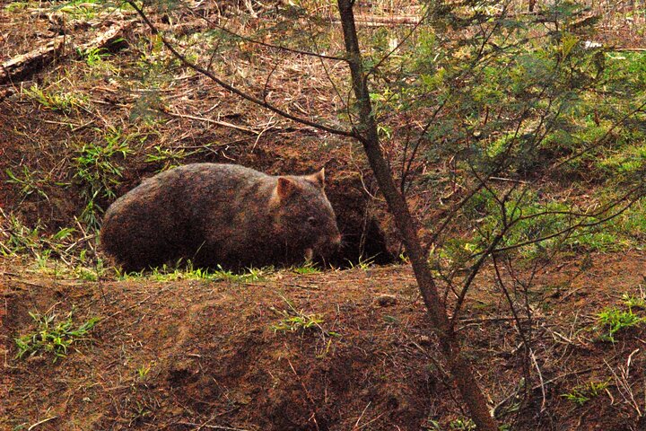 Walking with Wild Wombats Private Day Trip from Sydney - Image 3