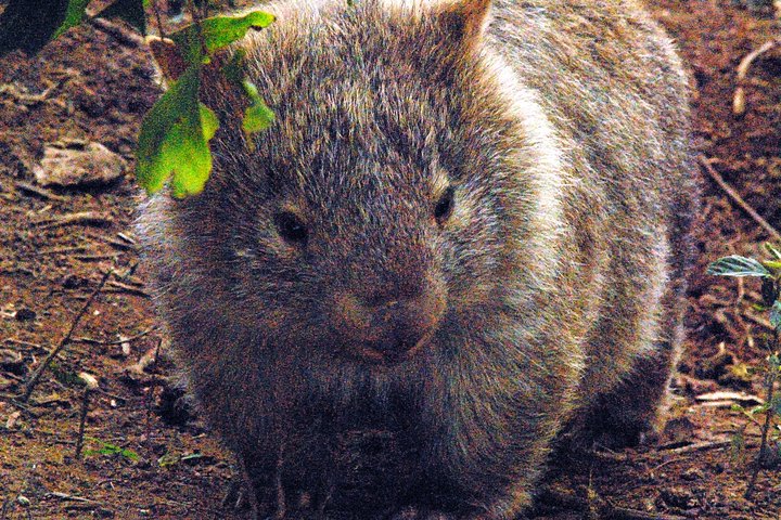 Walking with Wild Wombats Private Day Trip from Sydney - Image 1