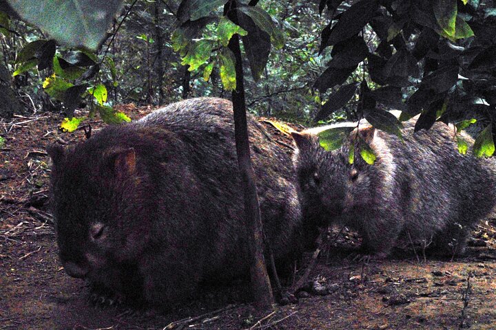 Walking with Wild Wombats Private Day Trip from Sydney - Image 4
