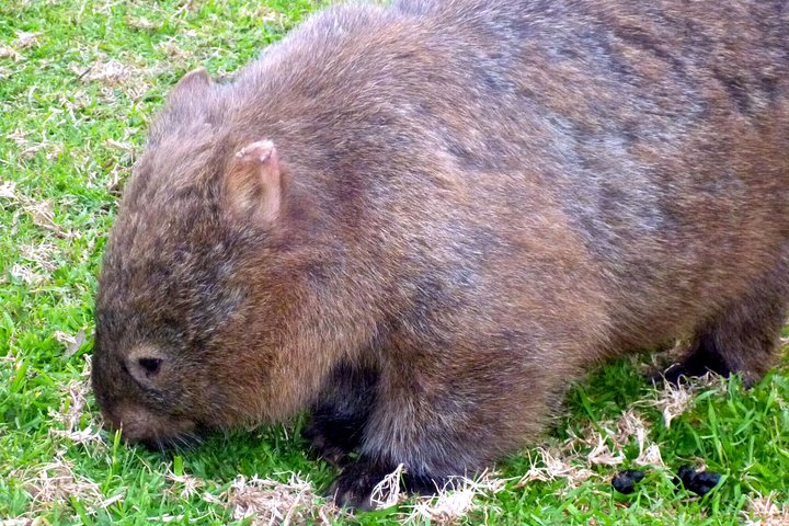 Walking with Wild Wombats Private Day Trip from Sydney - Image 2