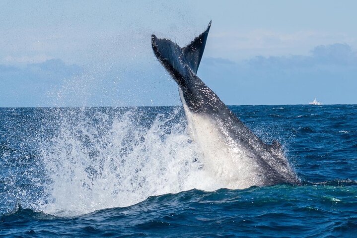 Whale Watching Boat Trip in Sydney - Image 3