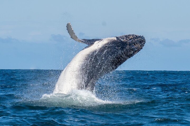 Whale Watching Boat Trip in Sydney - Image 4