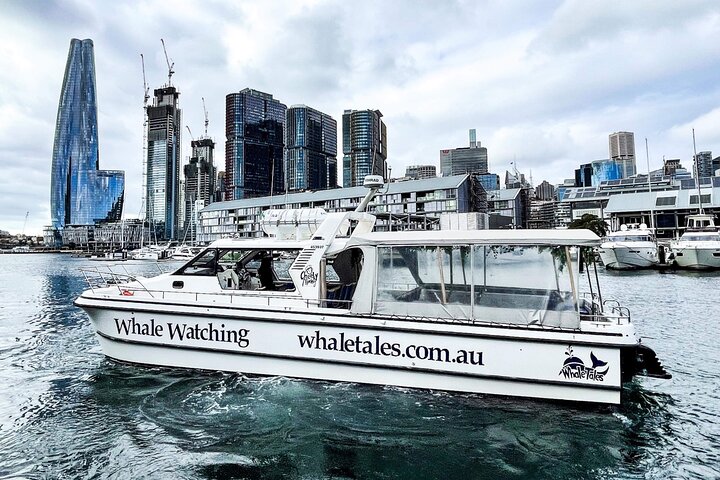 Whale Watching Boat Trip in Sydney - Image 2