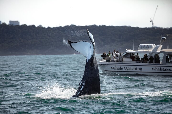 Whale Watching Boat Trip in Sydney - Image 1