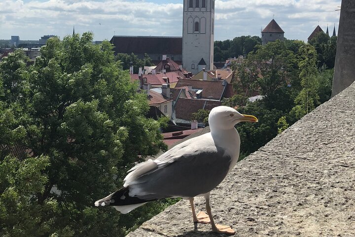 Half-Day Private Accessible City Tour in Tallinn - Image 1