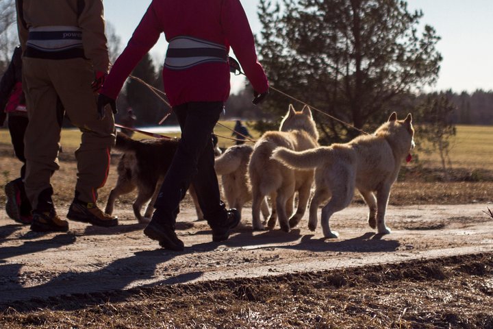 Tour to Husky Park with Cani-Cross Hike - Image 1