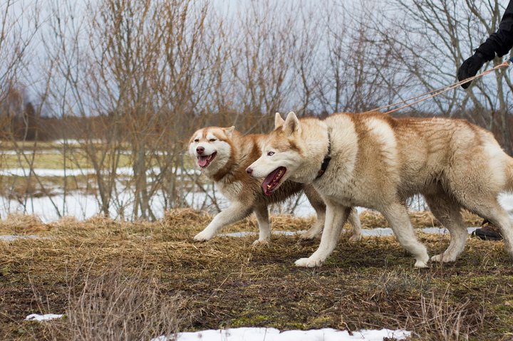 Tour to Husky Park with Cani-Cross Hike - Image 3