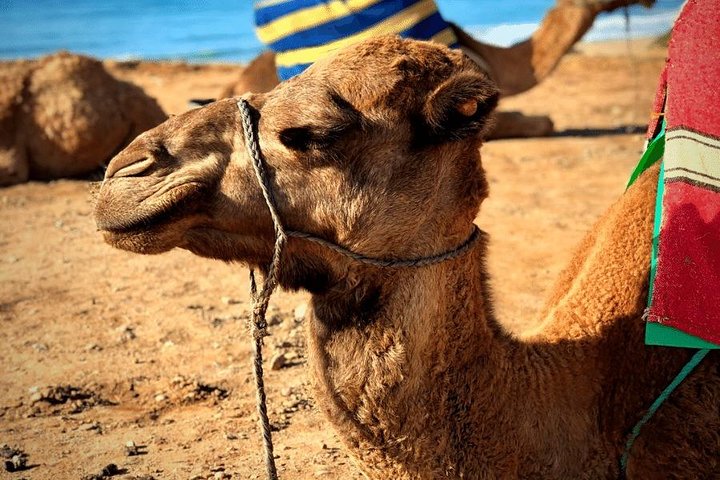 Best Tangier Shore Excursion: Full-Day City Tour - Image 2