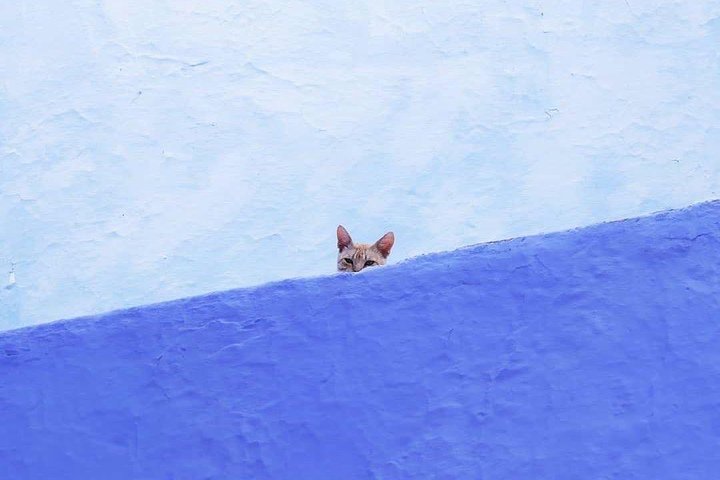 From Tangier: Special Day Trip to Chefchaouen and Tetouan - Image 3