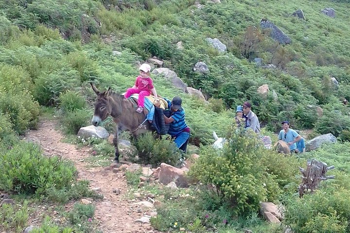Full day trip to Bouhachem Park by Mules, and Chefchaouen  - Image 1