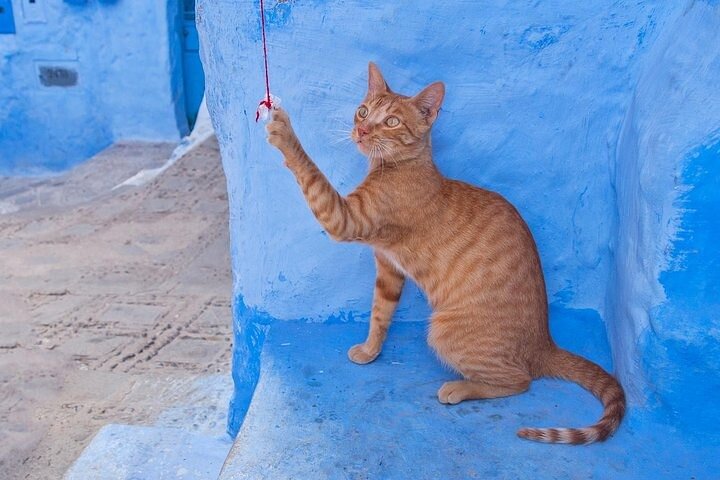 Special Private Tour to Chefchaouen From Tangier - Image 5