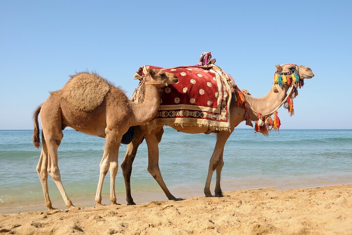 Tangier Half day guided city tour with Free camel Ride - Image 2