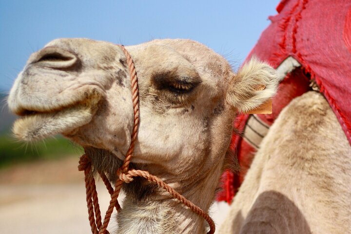 Tangier Private Customized Tours - Image 3