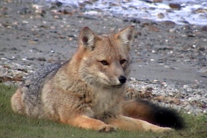 5-Hour Nat Park + City tour - USHUAIA (Private Tour) - Image 4