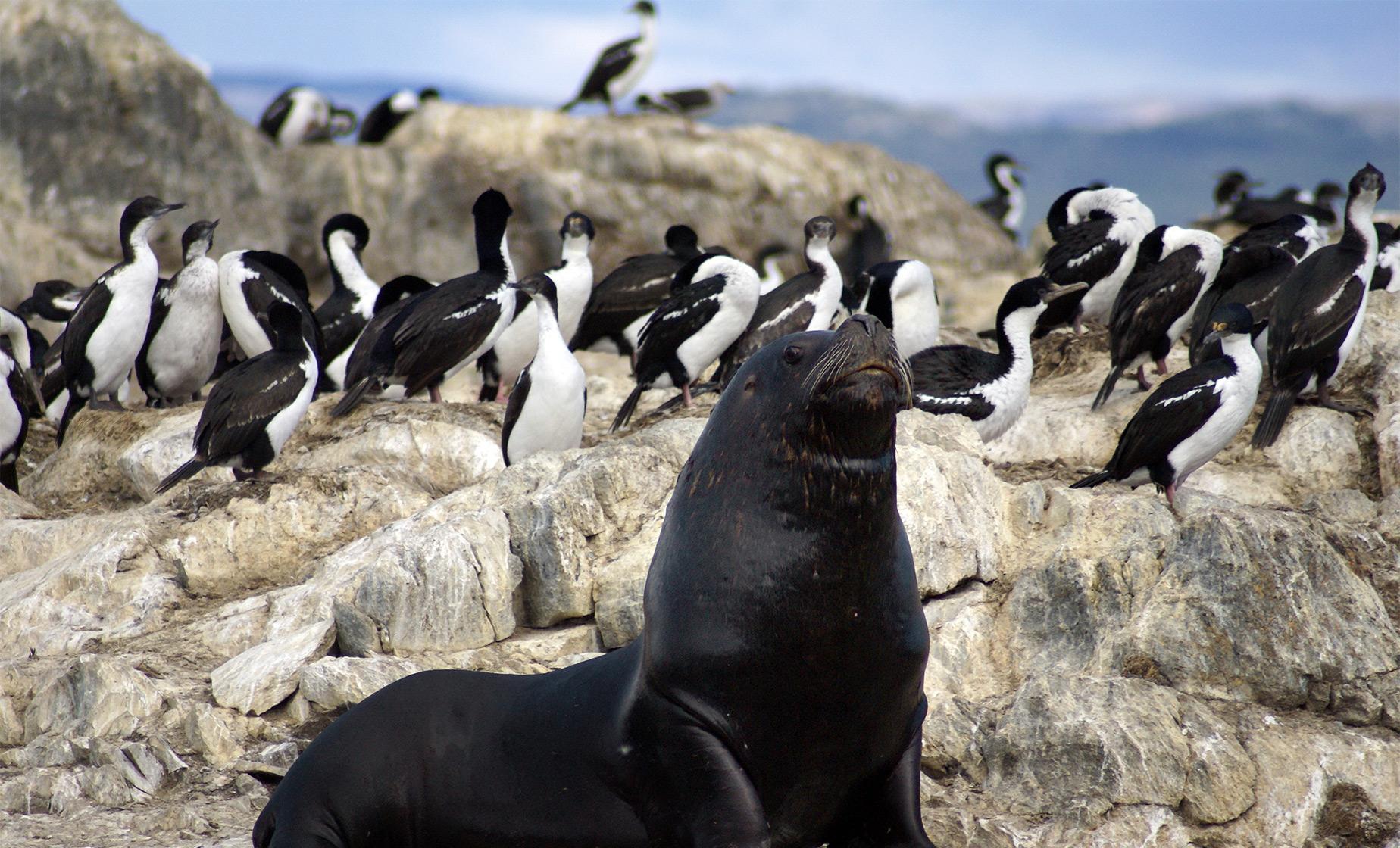 Beagle Channel Catamaran To Sea Wolves Island - Image 1