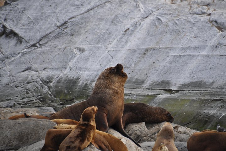 Navigation in the Beagle Channel with minitrekking USHUAIA - Image 5