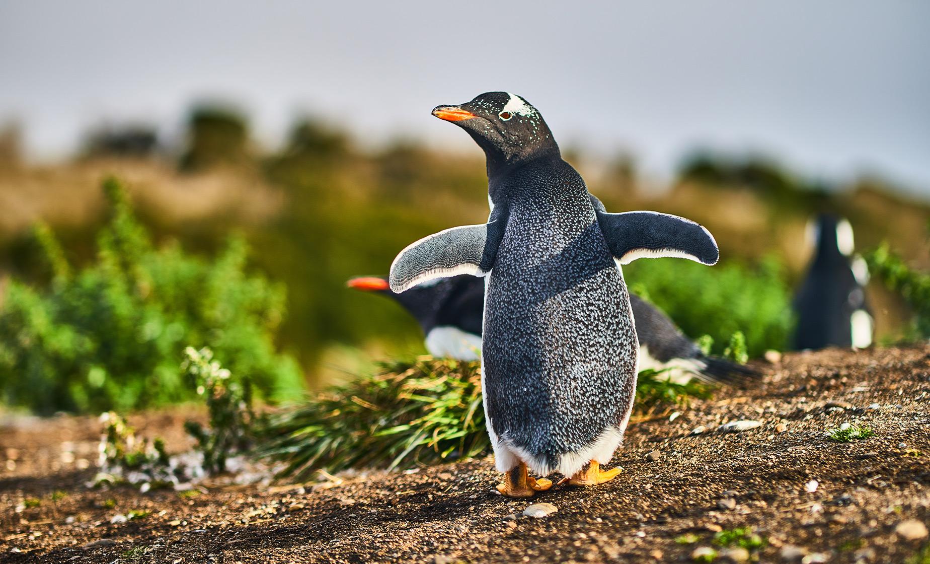 Penguin Rookery Beagle Channel Navigation - Image 1
