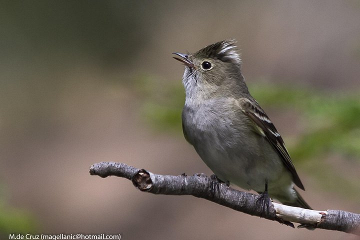 Photo tour in Tierra del Fuego National Park - Image 4