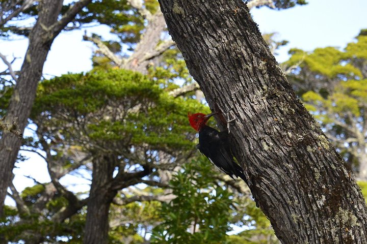 Shore Excursion - National Park Tierra del Fuego - Image 2