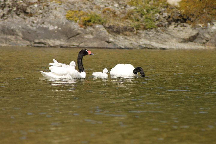 Shore Excursion - National Park Tierra del Fuego - Image 4