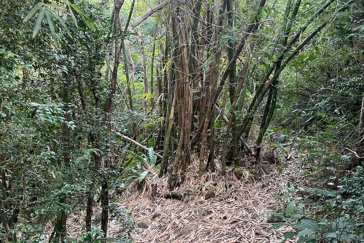 Mount Healthy National Park Private Hike Tour in Tortola - Image 5