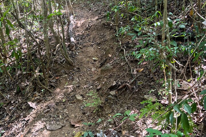 Mount Healthy National Park Private Hike Tour in Tortola - Image 4