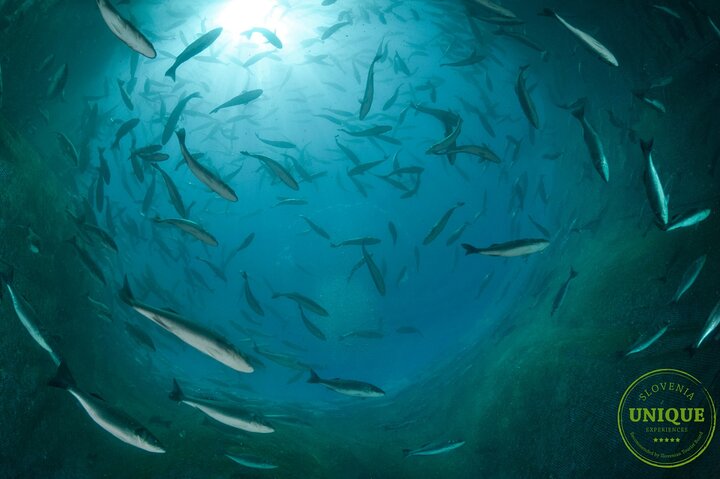 An Unforgettable Day With Fish, Wine and Olive Oil Tasting - Image 5