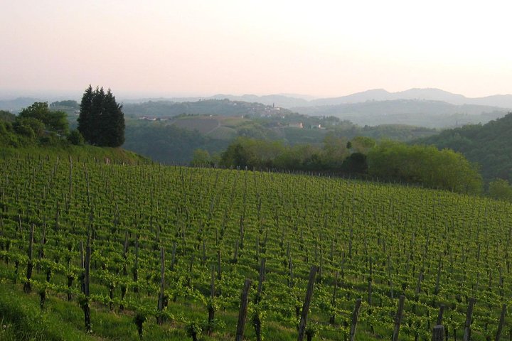 Collio: Cividale Del Friuli and Wine Tastings from Trieste - Image 3