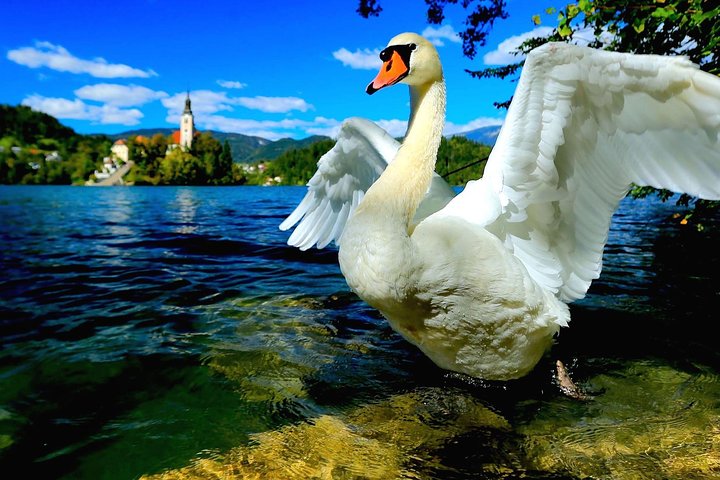 Lake Bled & Ljubljana - Shore Excursion from Trieste - Image 4