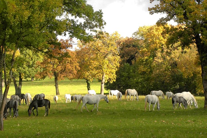 Lipica Stud Farm- Private Experience from Koper - Image 2