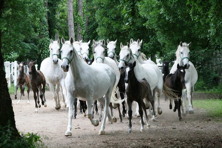 Lipica Stud Farm- Private Experience from Koper - Image 5
