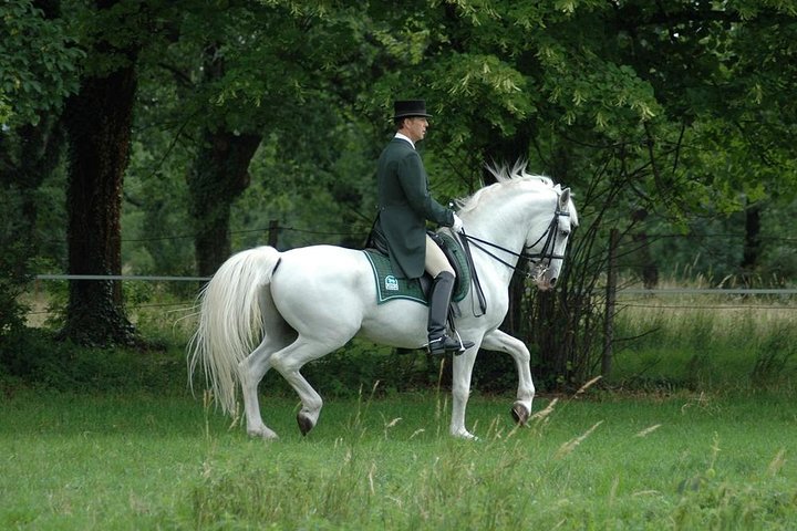 Lipica Stud Farm- Private Experience from Koper - Image 3