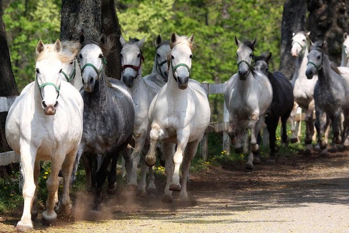 Lipica Stud Farm & Skocjan Caves from Trieste - Image 4